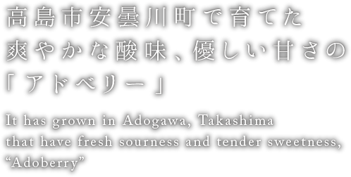 高島市安曇川町で育てた爽やかな酸味、優しい甘さの「アドベリー」